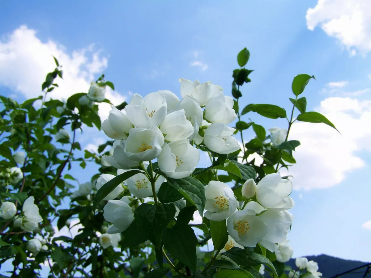 【創作花園】校園最美的角落