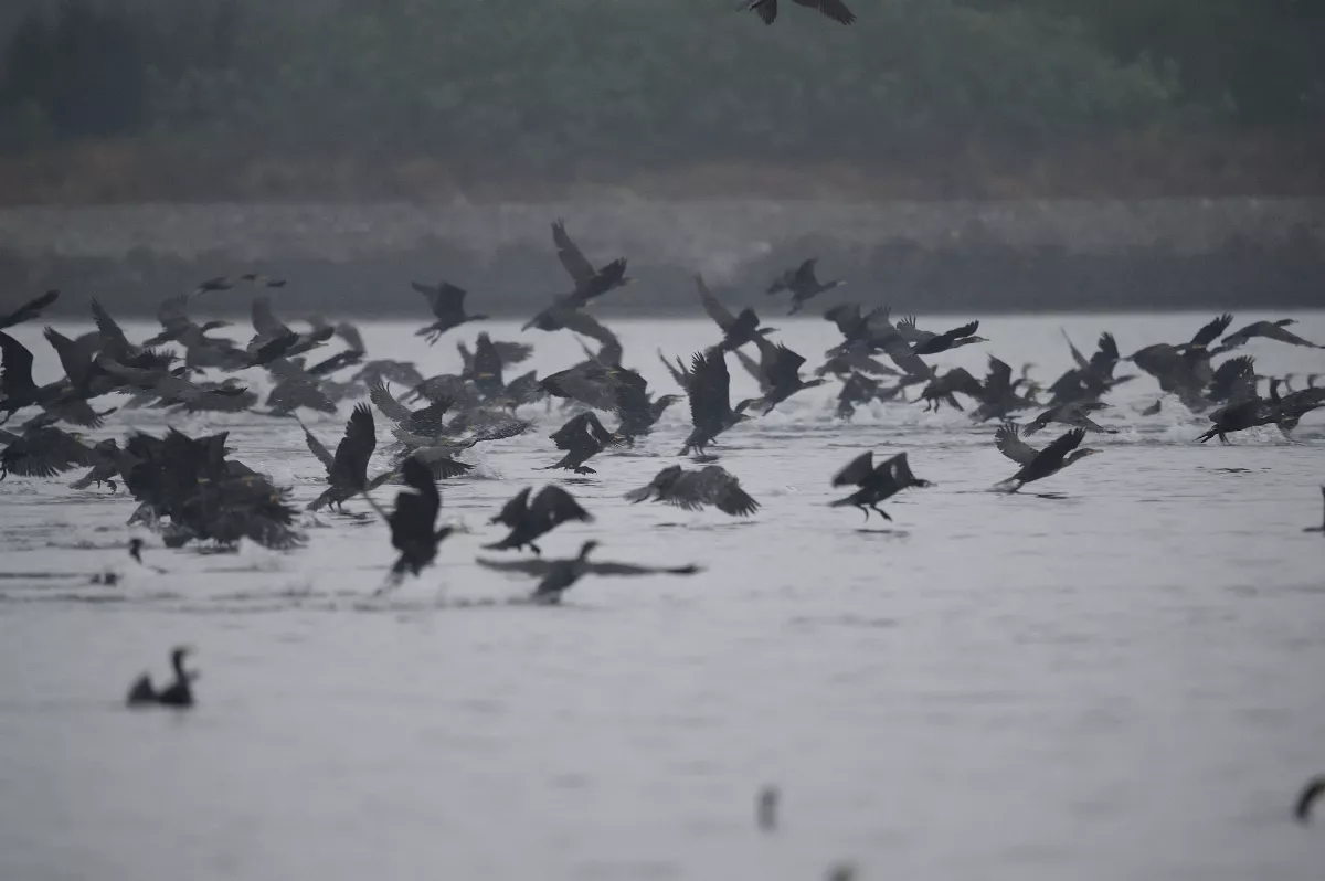 鸕鷀大軍進駐鰲鼓 溼地生態小旅行