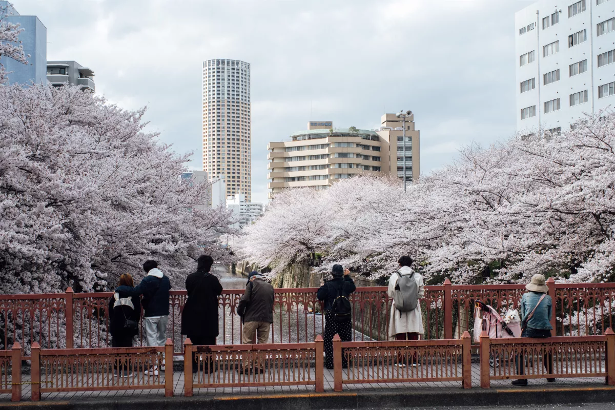 日本民間氣象公司櫻花預測 東京3/21最早開花、北海道要到4月下旬