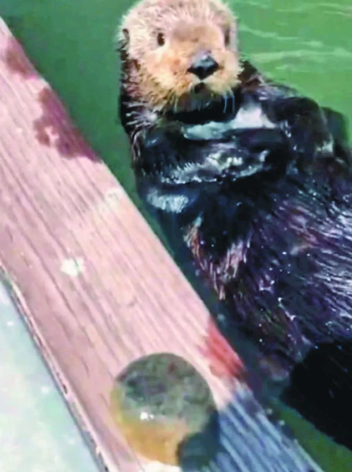 海獺主動獻寶  獲回應開心像小孩