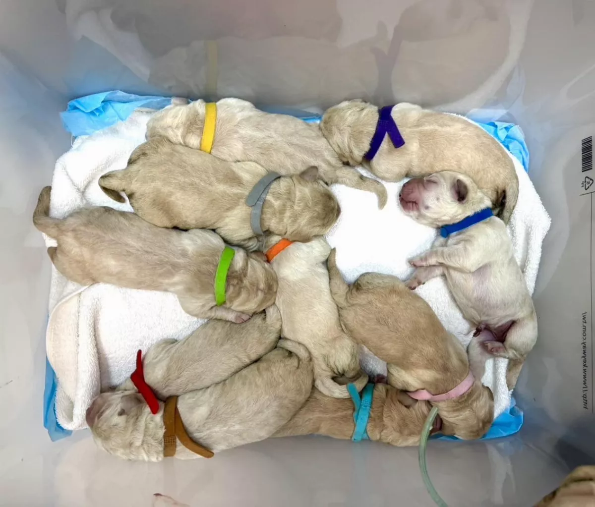 交換生拉布拉多生了！單胎10隻創導盲犬學校紀錄 