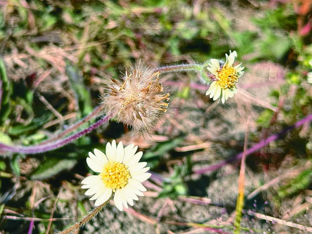 【花現美麗】又見長柄菊