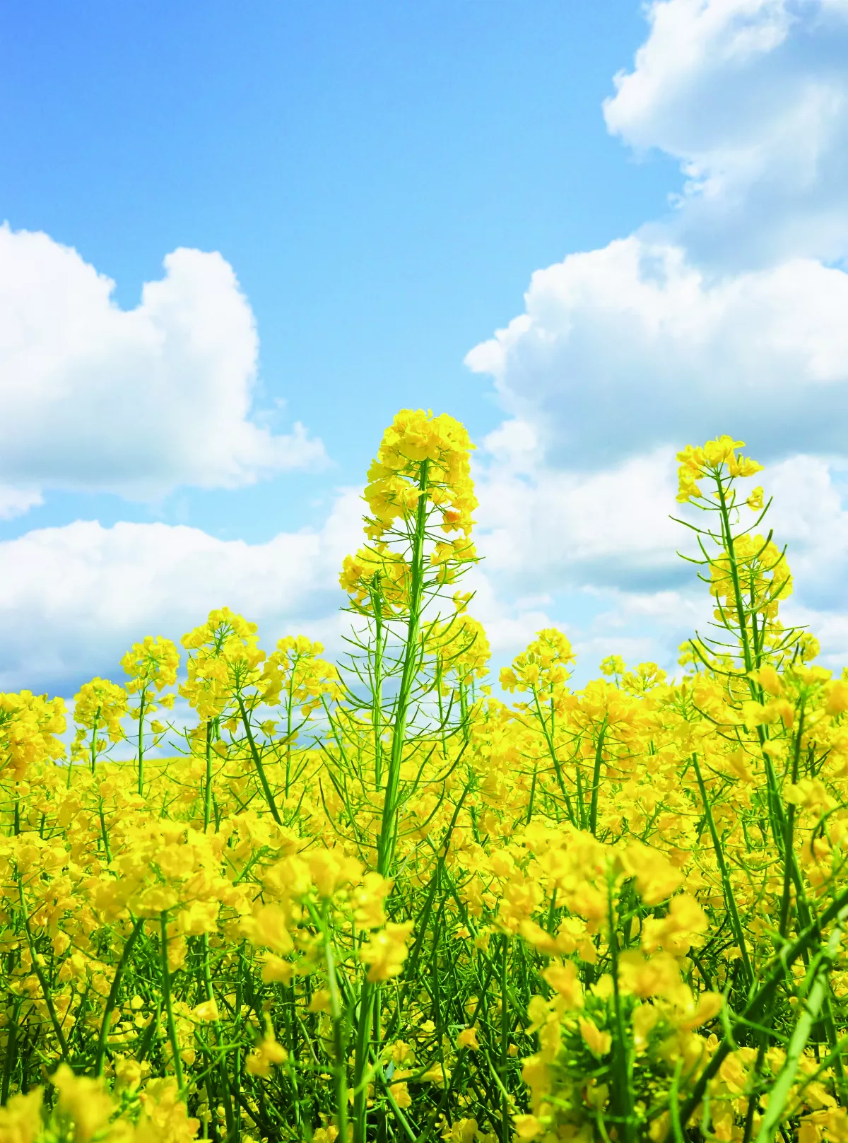 【十步芳草】油菜花開滿地金