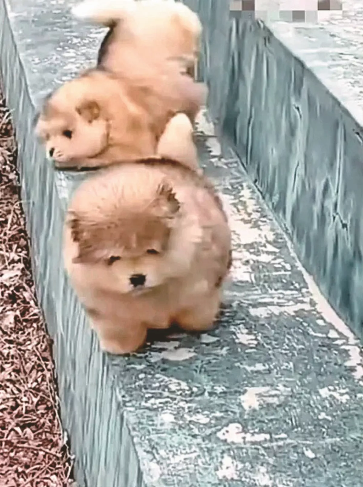 幼犬學下樓一路摔 互抱打氣