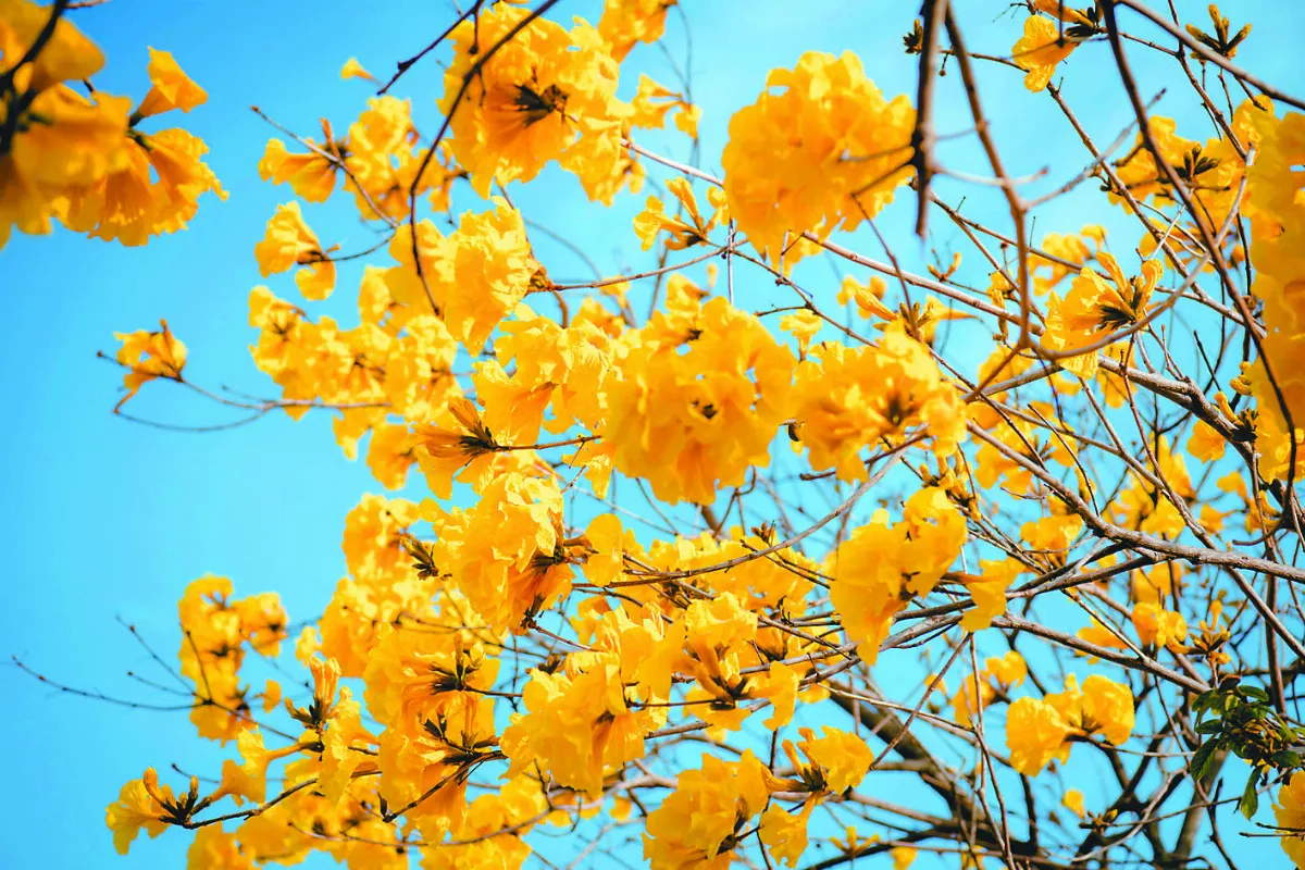 黃金風鈴木花開