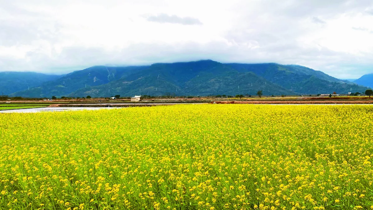 【思念親人】油菜花開時