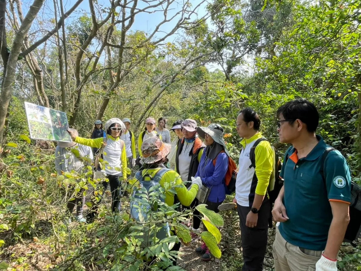 守護淺山生態 公私協力移除合果芋、珊瑚珠 