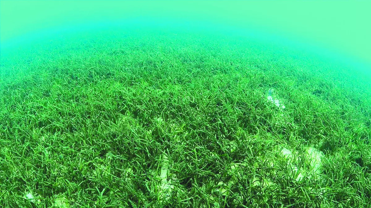 造海洋牧場 海底荒漠變綠洲