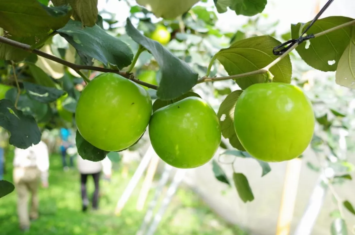 蜜棗營養豐富 有助增強免疫系統