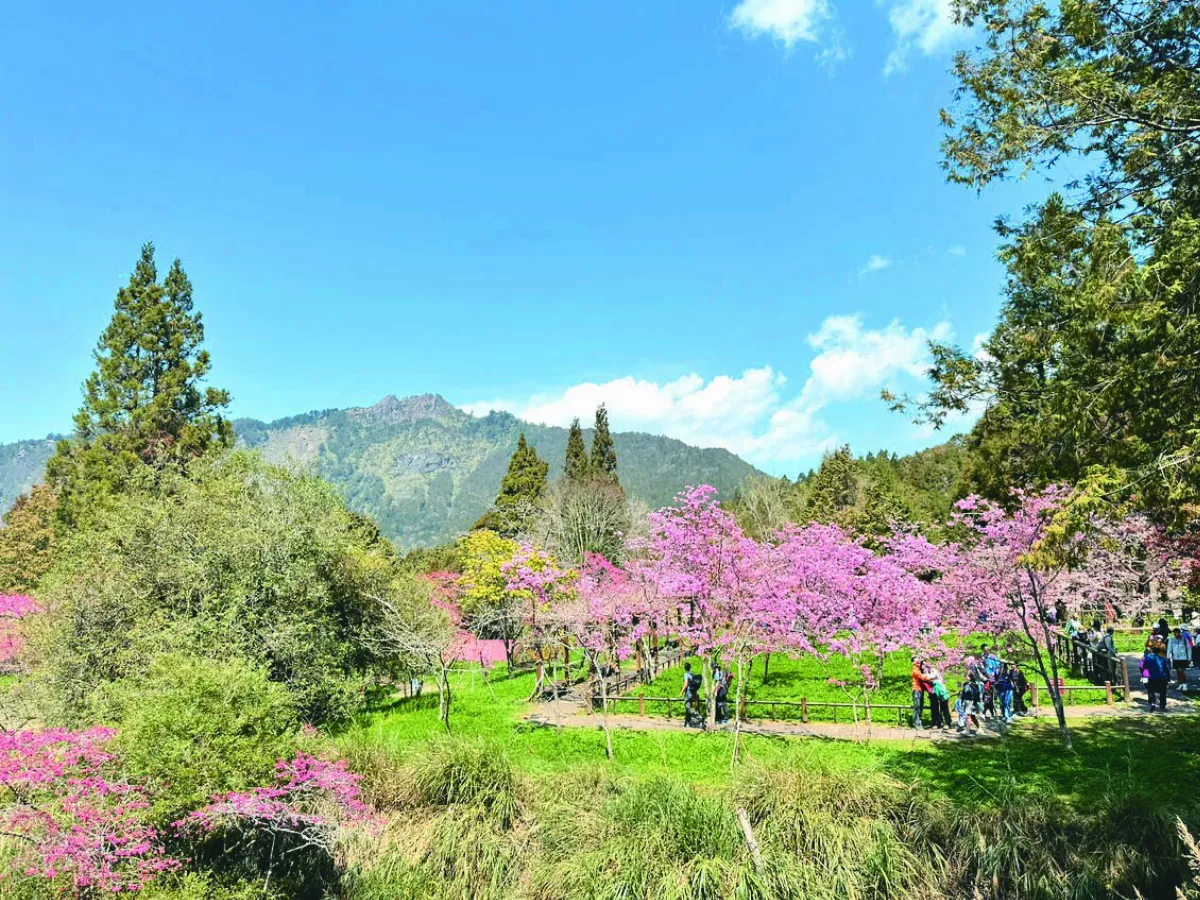 阿里山遊樂區花季啟動