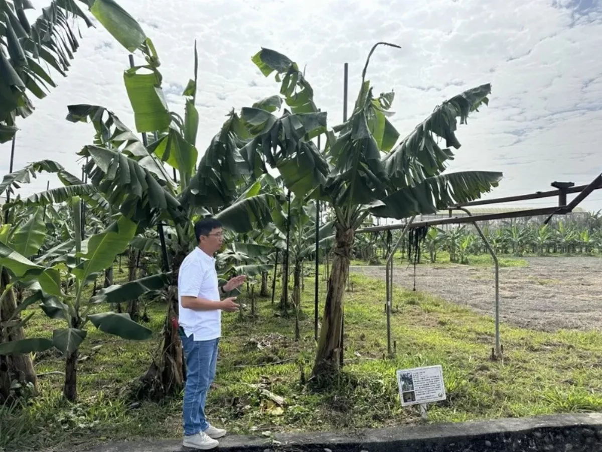 台蕉3號耐風受矚目  蕉研所擴大供苗