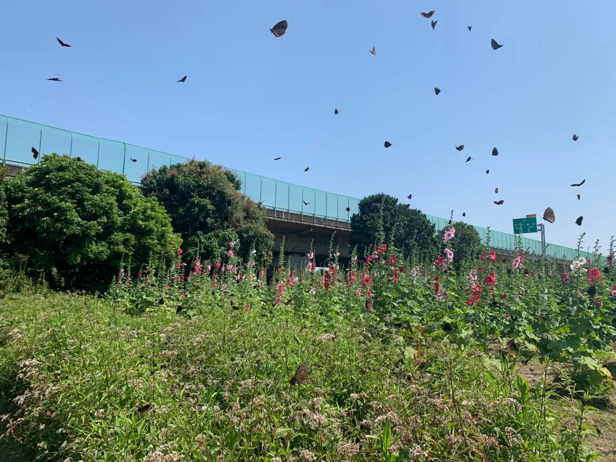 紫斑蝶遷徙數達標 國3今啟動「讓蝶道」