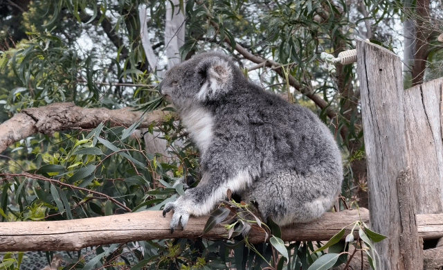 北市無尾熊「食材區」擴增！大種250棵桉樹