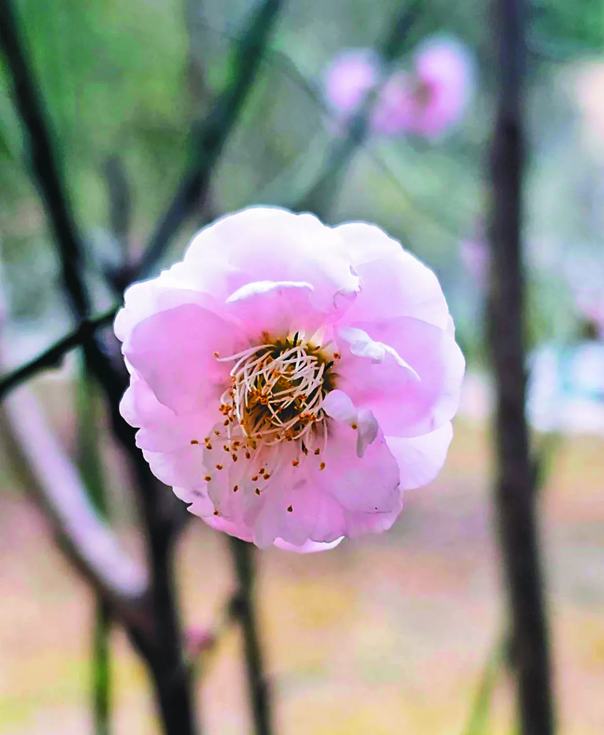 【詩】春雨