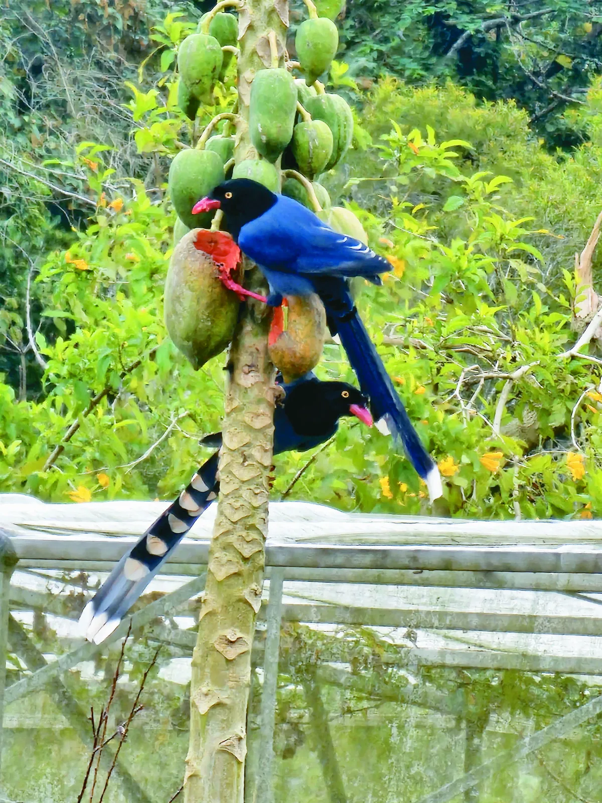【幸福的事】坐在客廳賞藍鵲