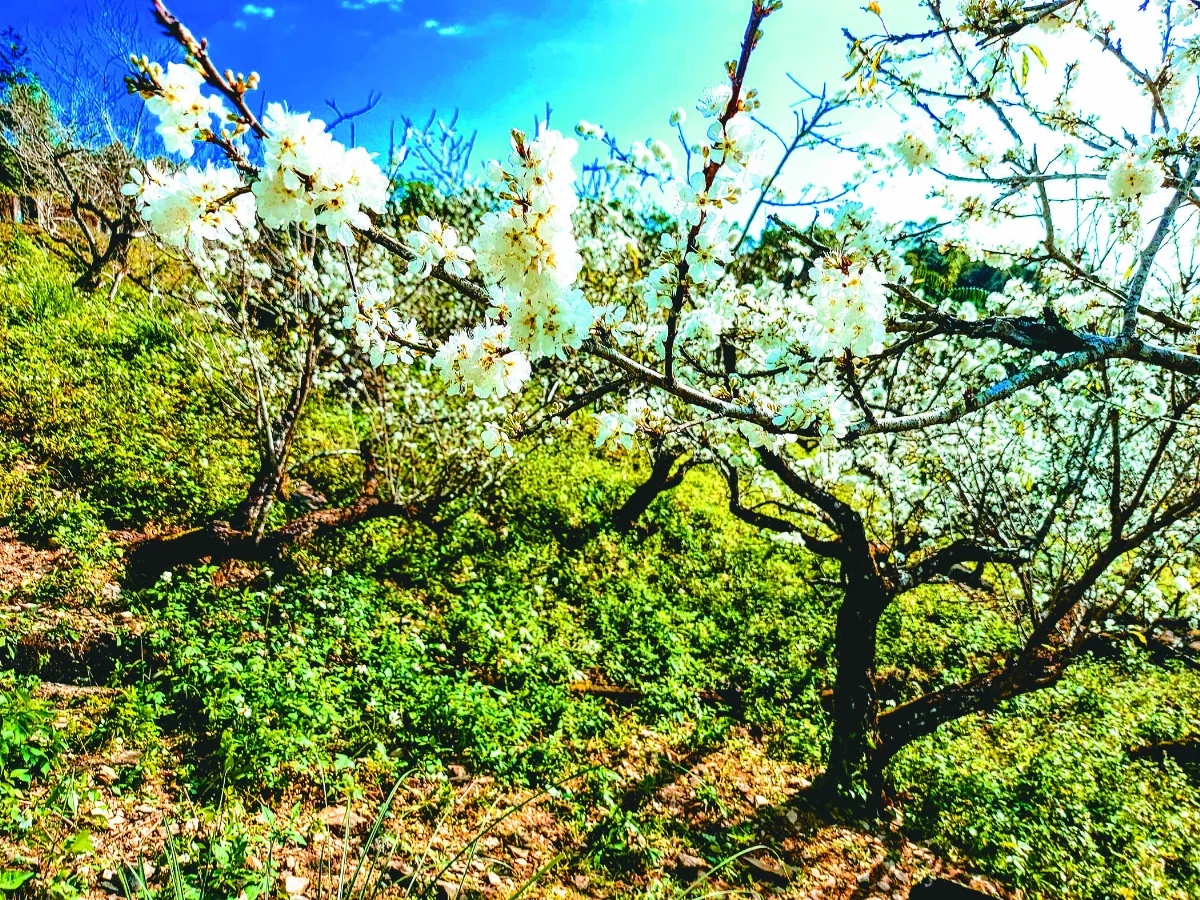 【紀實攝影】一花一樹一學校