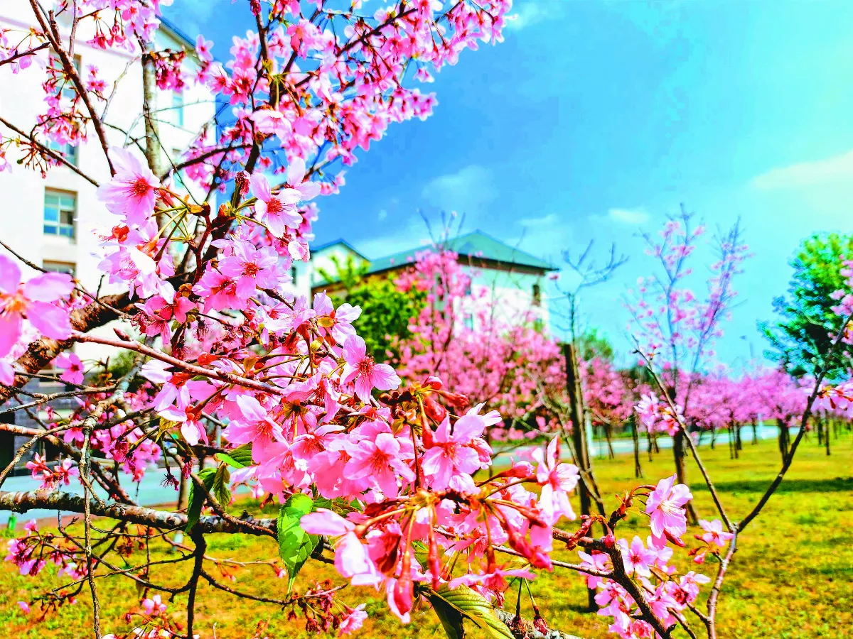 【紀實攝影】一花一樹一學校