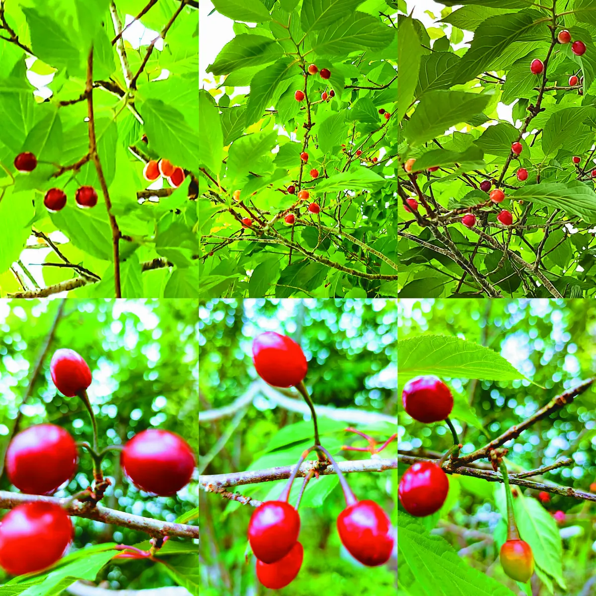 【紀實攝影】一花一樹一學校