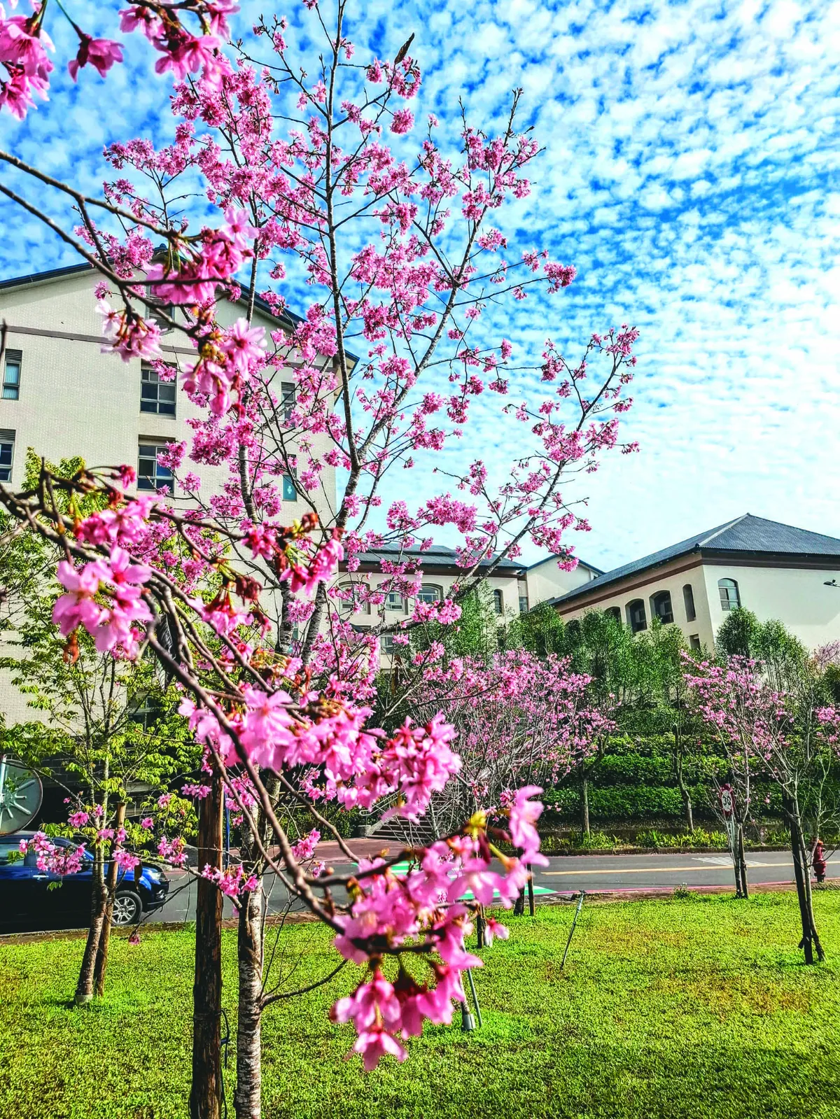 【紀實攝影】一花一樹一學校