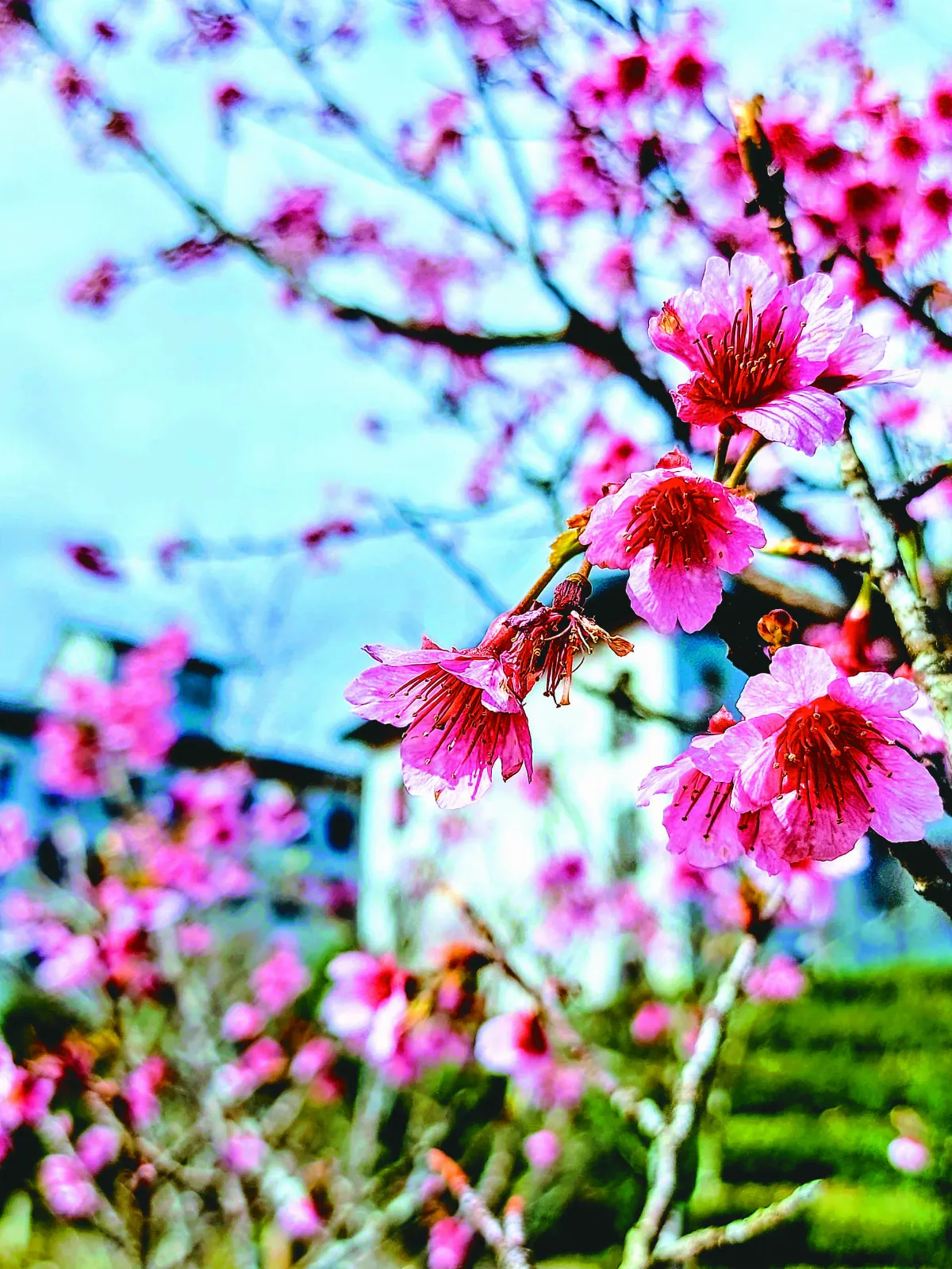 【紀實攝影】一花一樹一學校