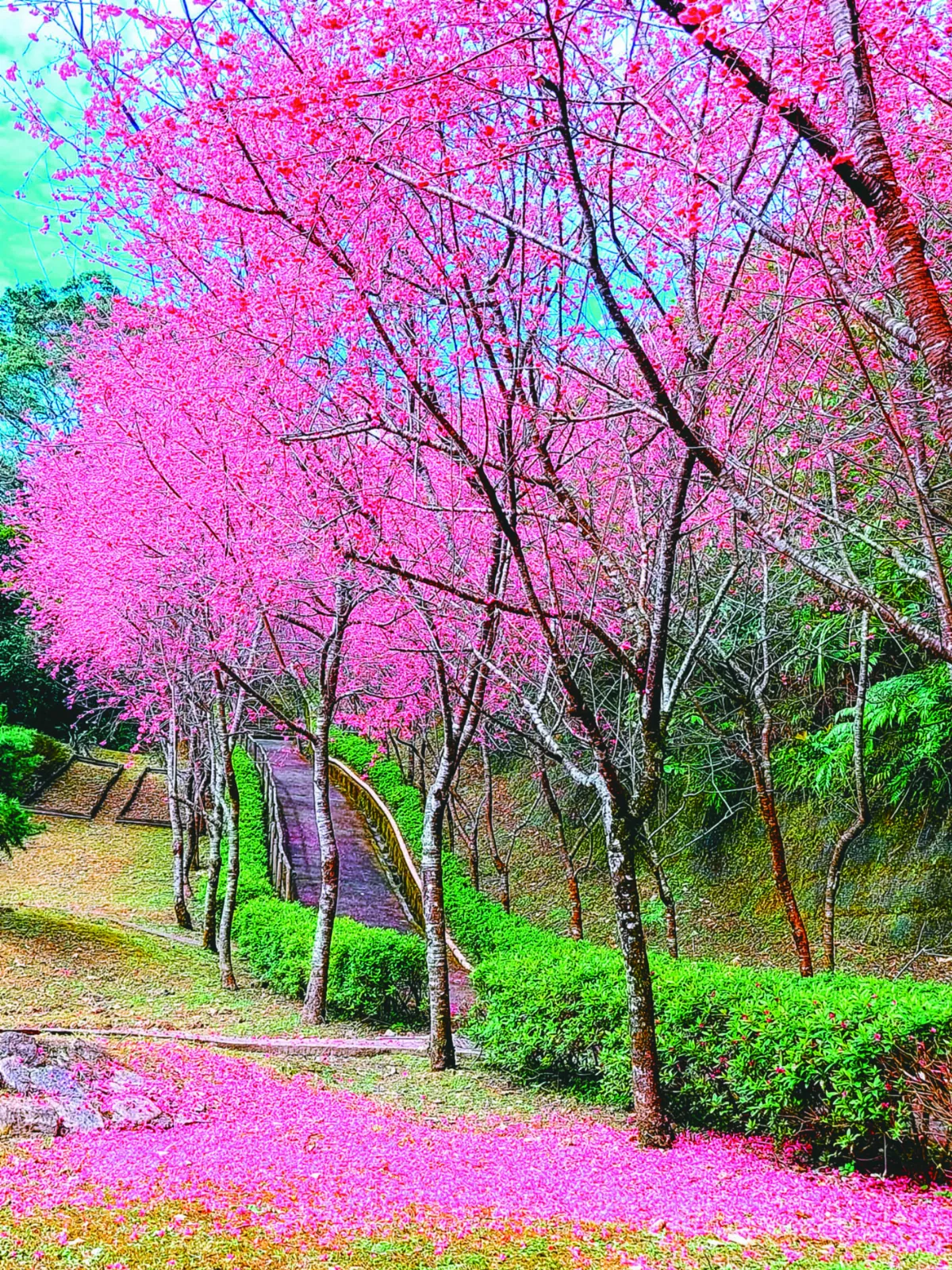 【紀實攝影】一花一樹一學校