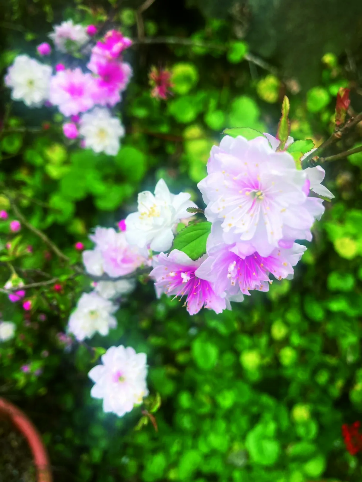 【生命畫語】媽媽是一朵花