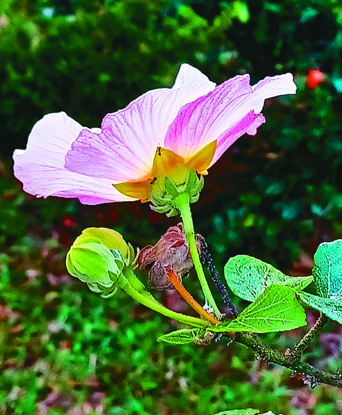 【植感時光】山芙蓉 原住民神聖之物