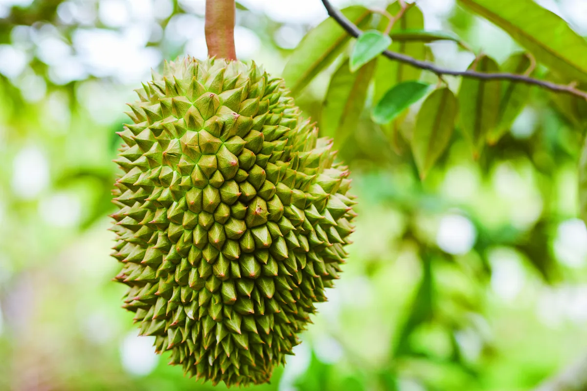 【時食有味】榴槤留戀