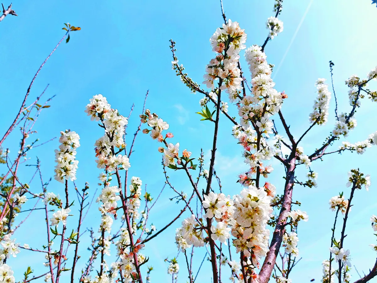 【生活快門】李花迎春