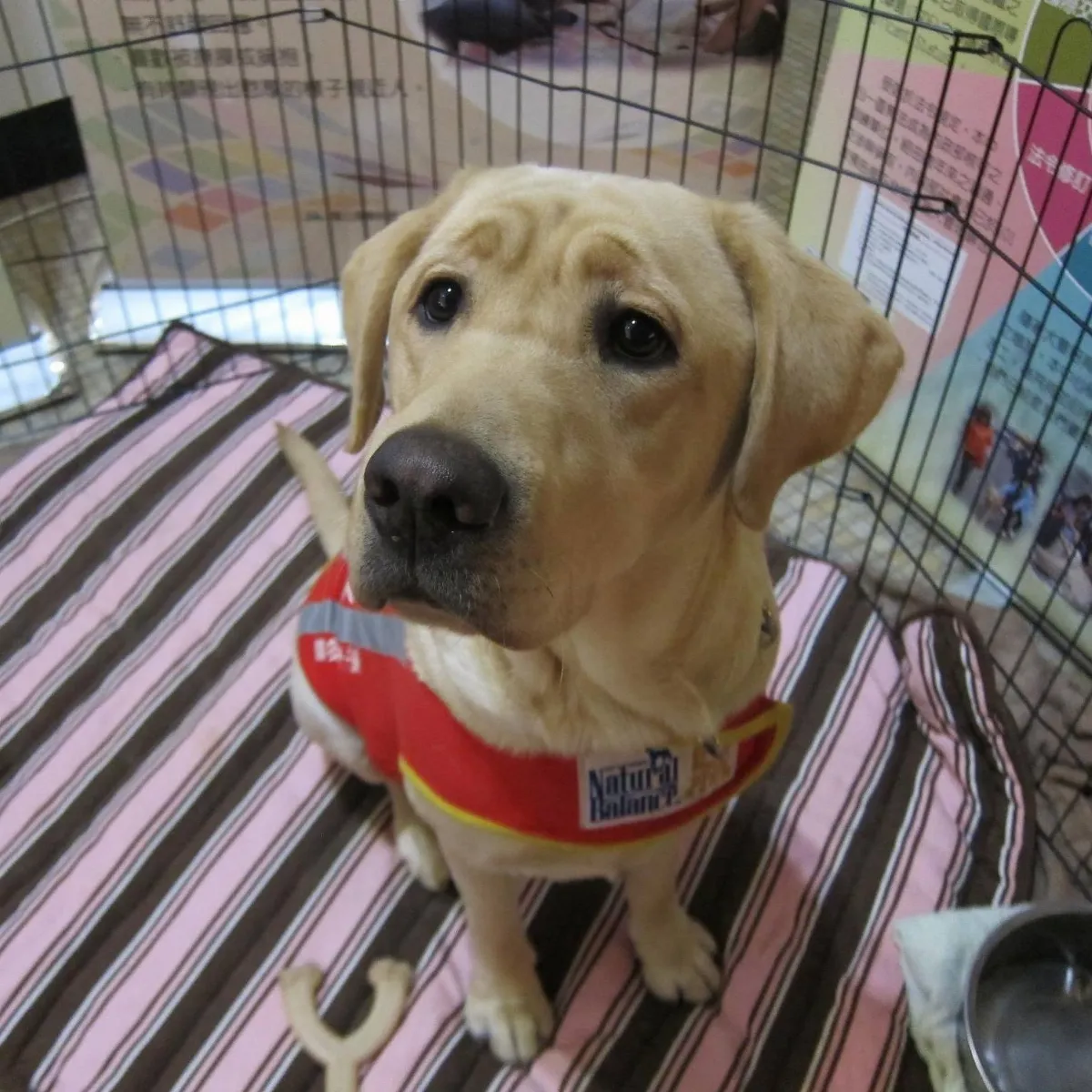 打造毛孩友善環境   中市將推全國首座公立寵物生命園區