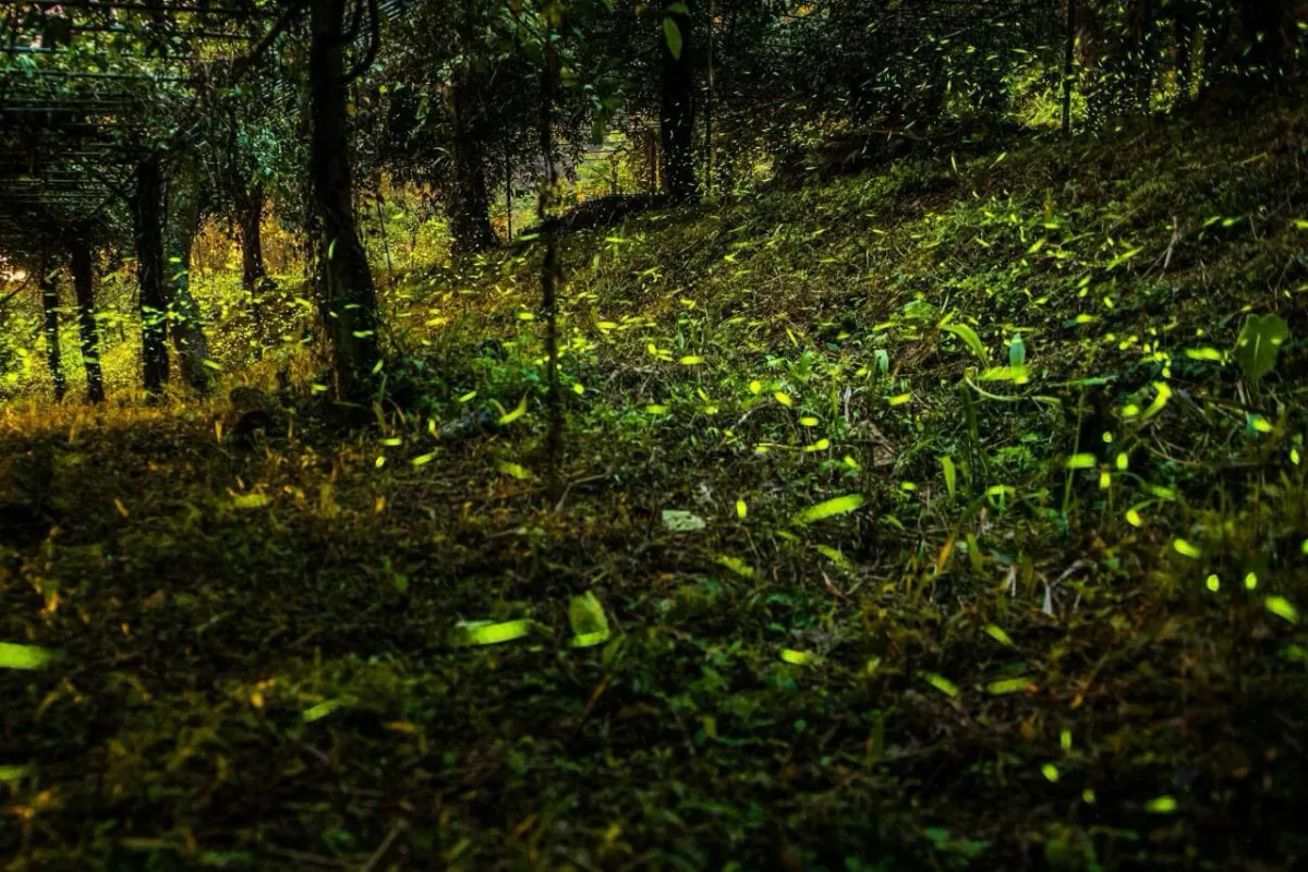 漫天星光超夢幻！ 那瑪夏螢光閃爍浪漫