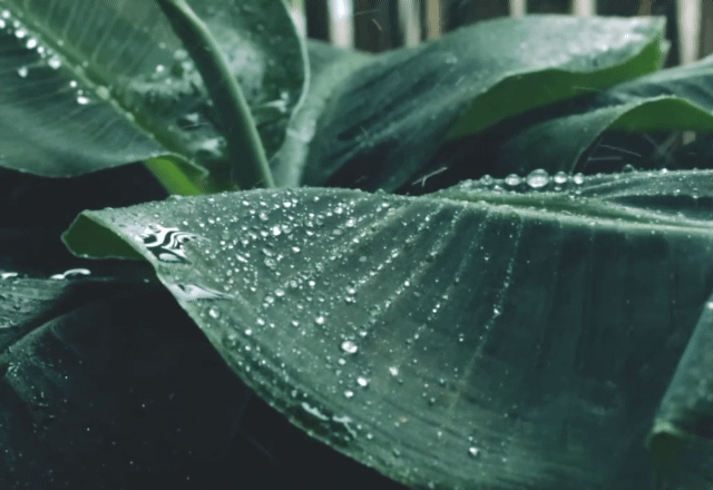 星雲說偈：去妄尋真