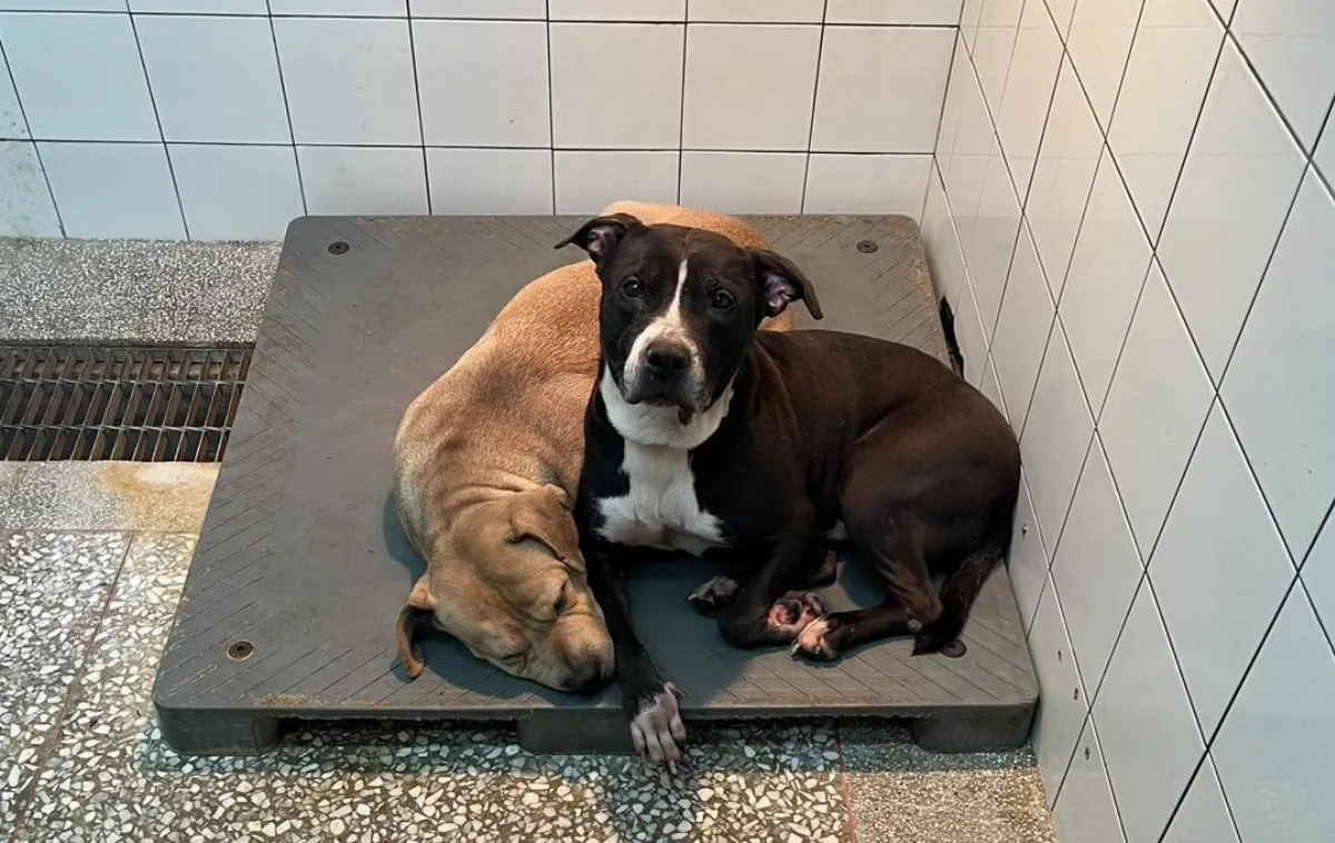 防比特犬傷人事件 高市函502飼主加強管理