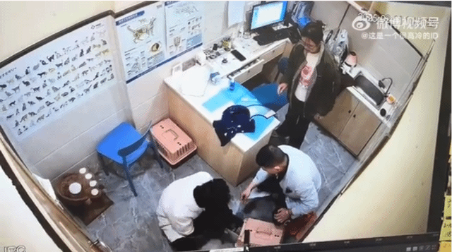 病貓看診打人   獸醫光速逃跑