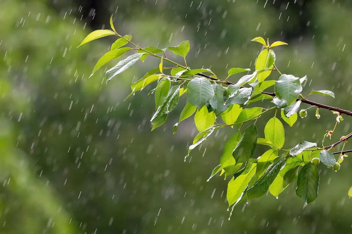 【心情點滴】雨天，也很好