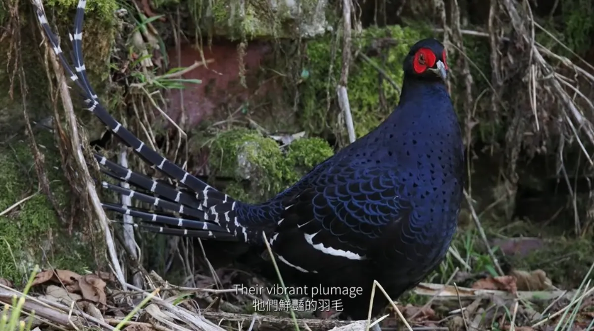 台灣中部賞鳥影片 獲日本國際觀光電影節金獎
