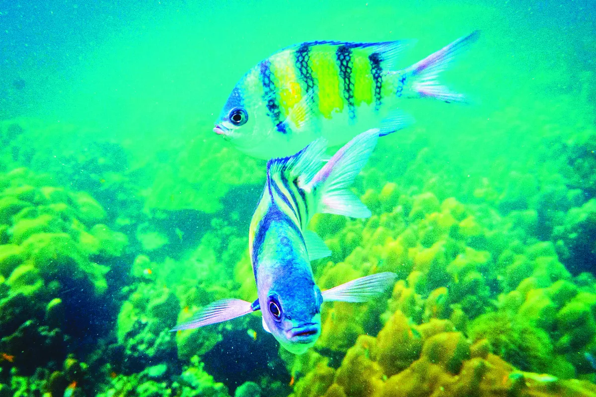 深海熱浪頻繁 衝擊海洋食物鏈