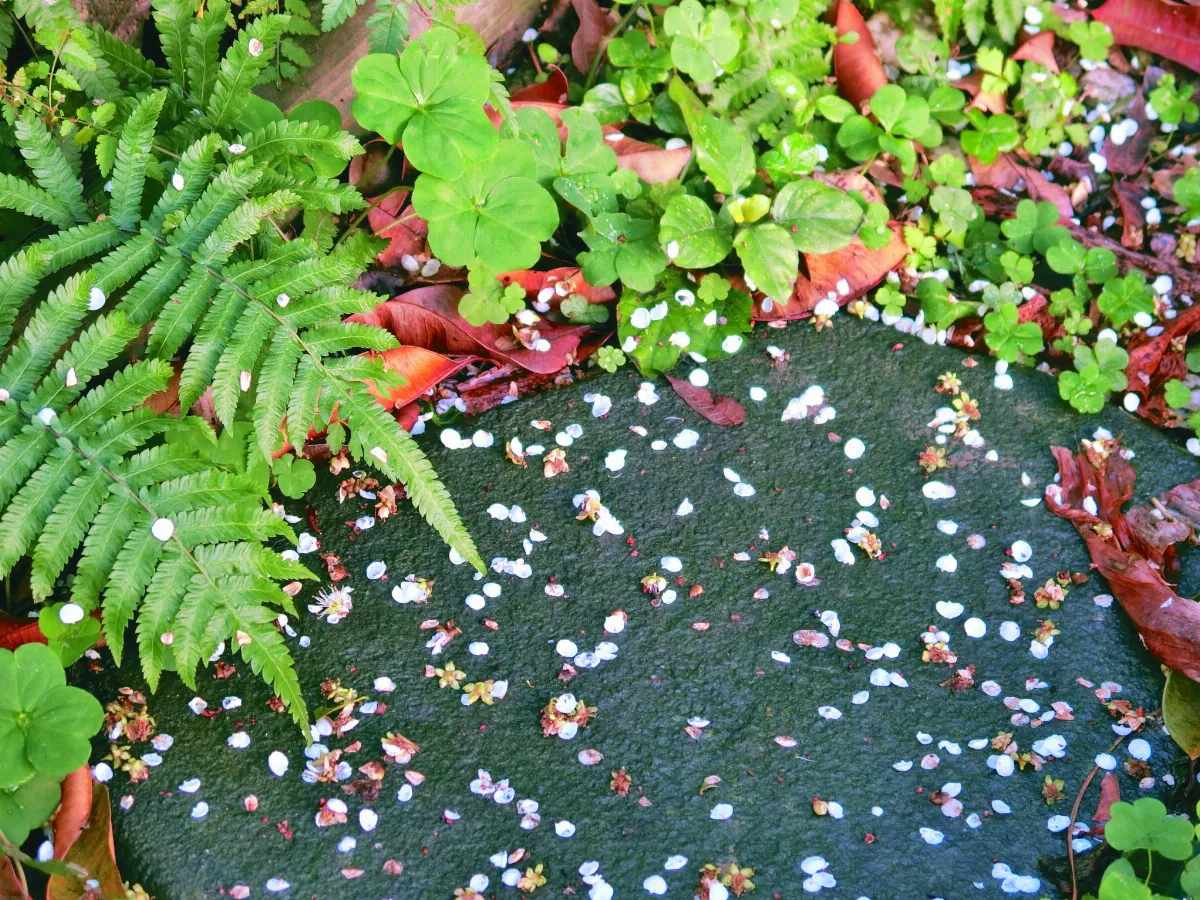 【森活日誌】奇蹟公園梅破知春近