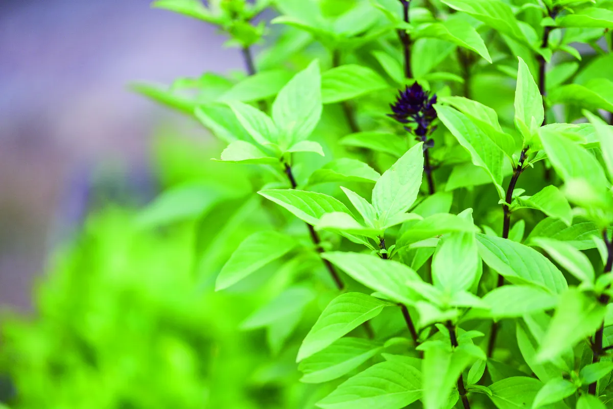 九層塔與甜羅勒