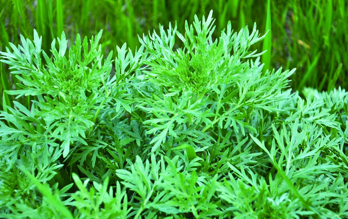 艾草可內服外用 有效抗菌淨化空間