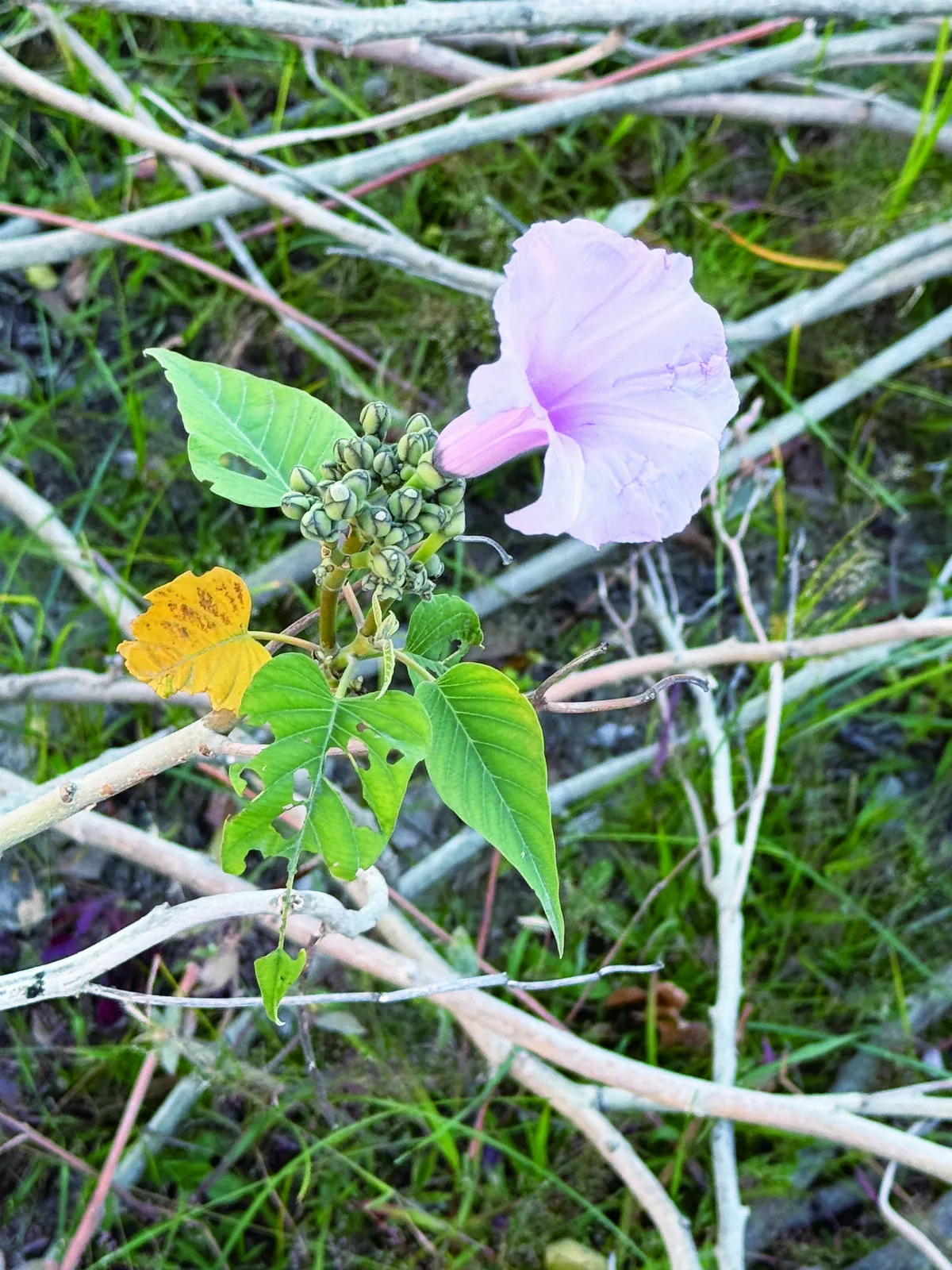 【心的風景】你來看此花時