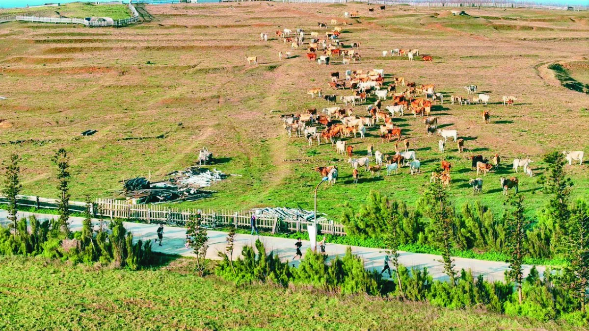 望安半馬 黃牛陪跑