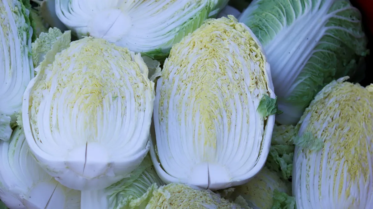 【食說新語】清爽誘人酸白菜