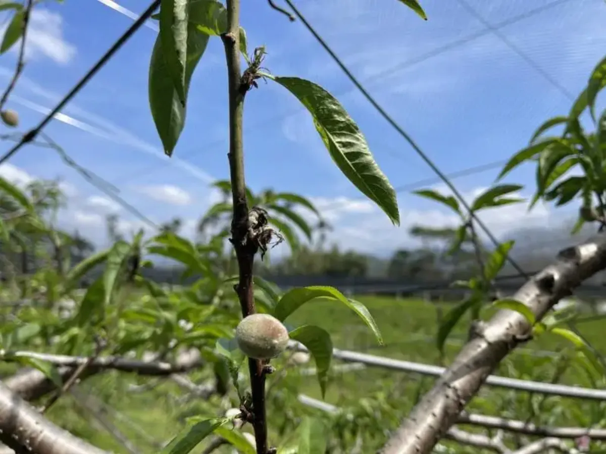 農業天災救助增修天氣參數  追溯自今年1月適用