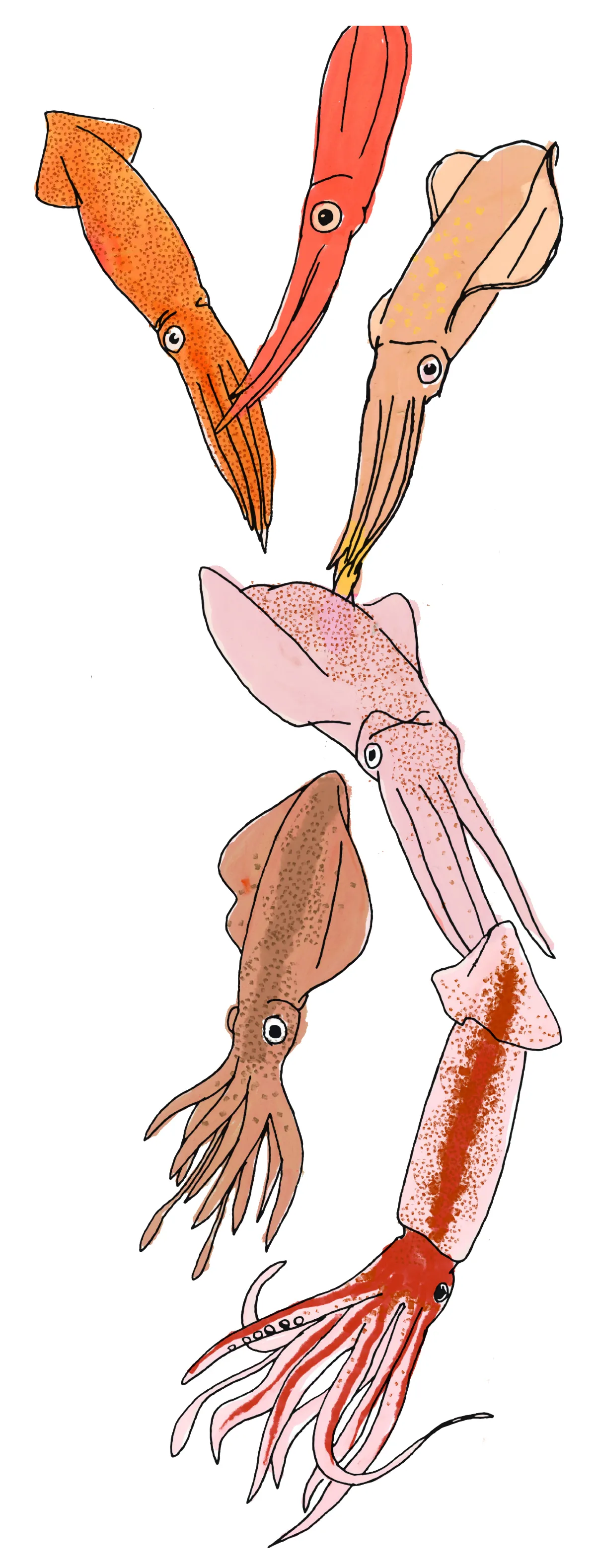 魷魚vs.烏賊