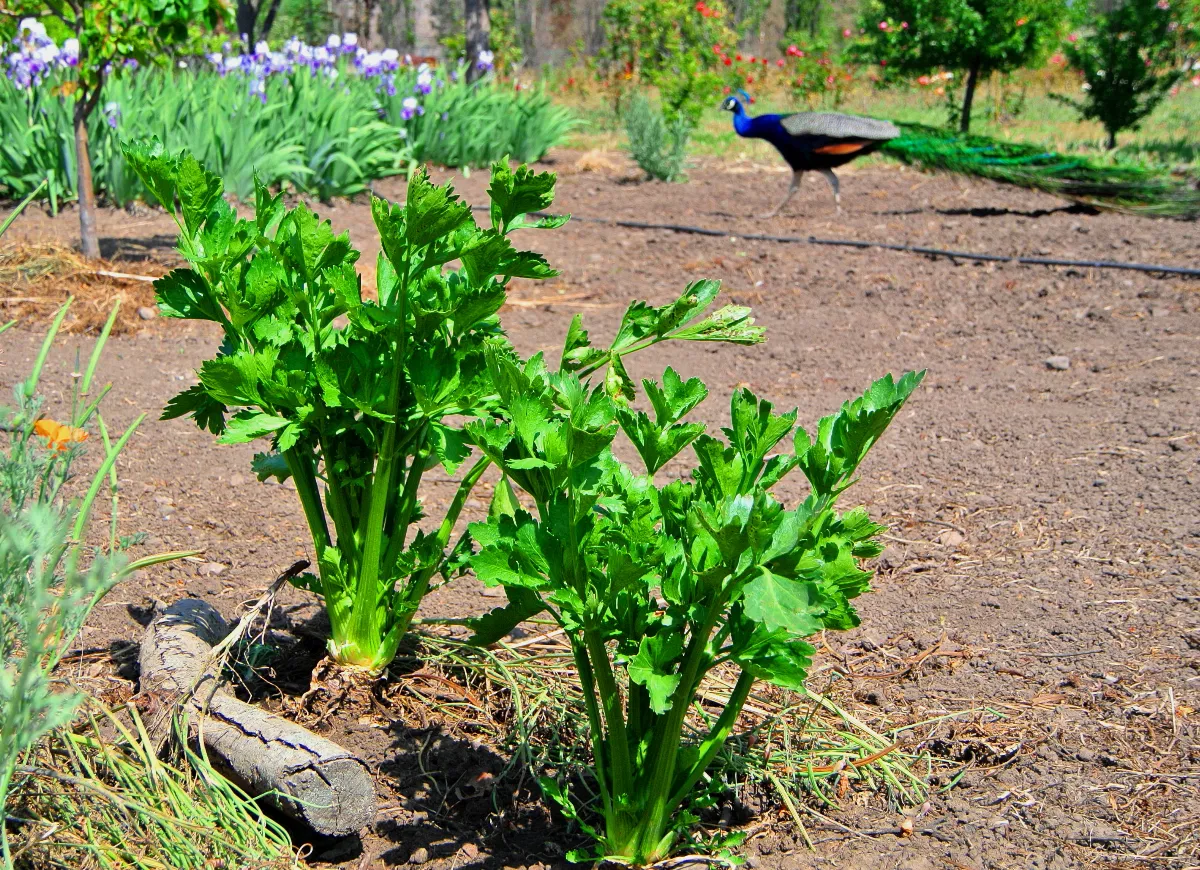 脆甜芹菜產季到 專家傳授保鮮3妙招