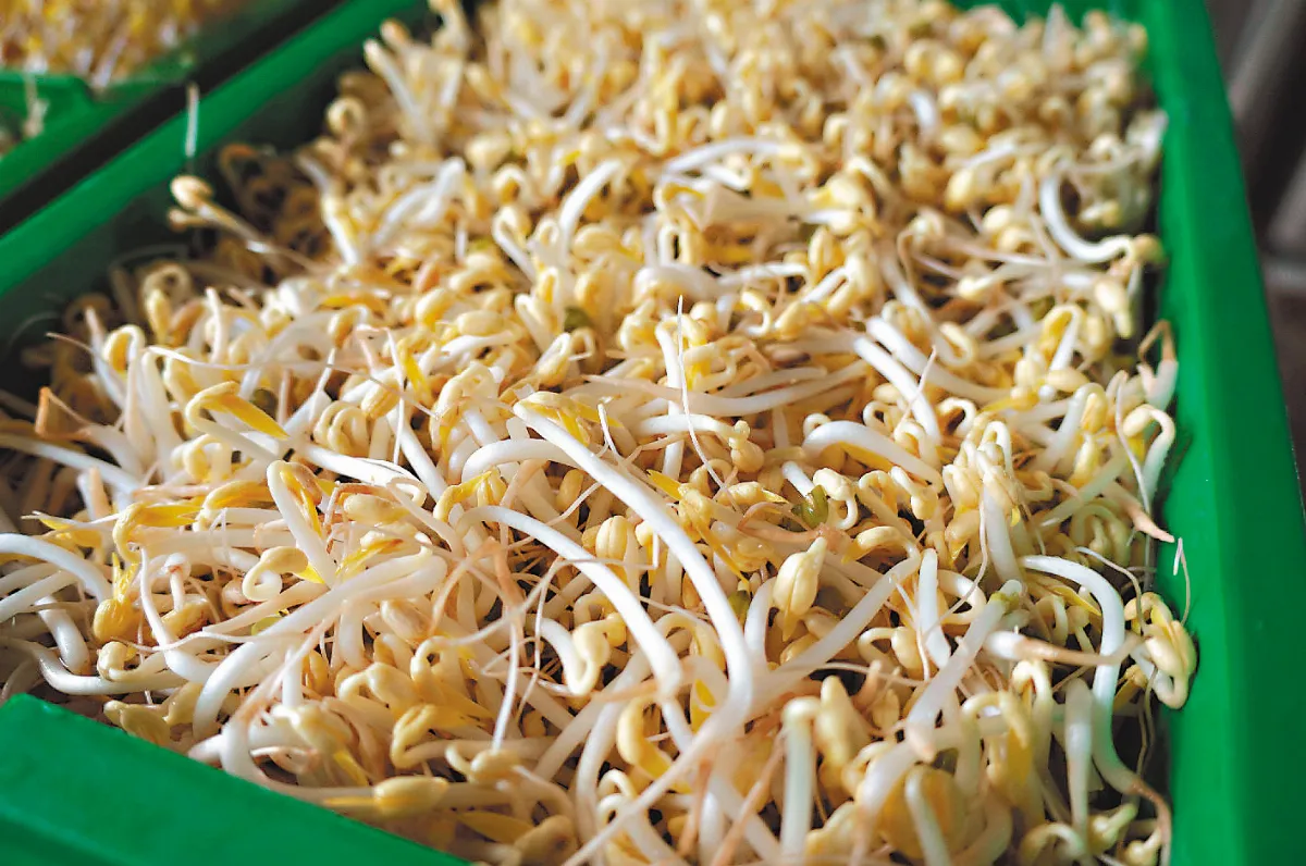 【人生百味】悶豆芽