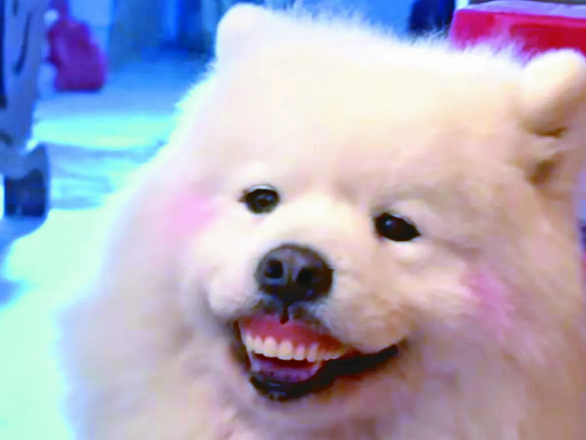   狗嘴吐不出象牙  竟吐出奶奶假牙