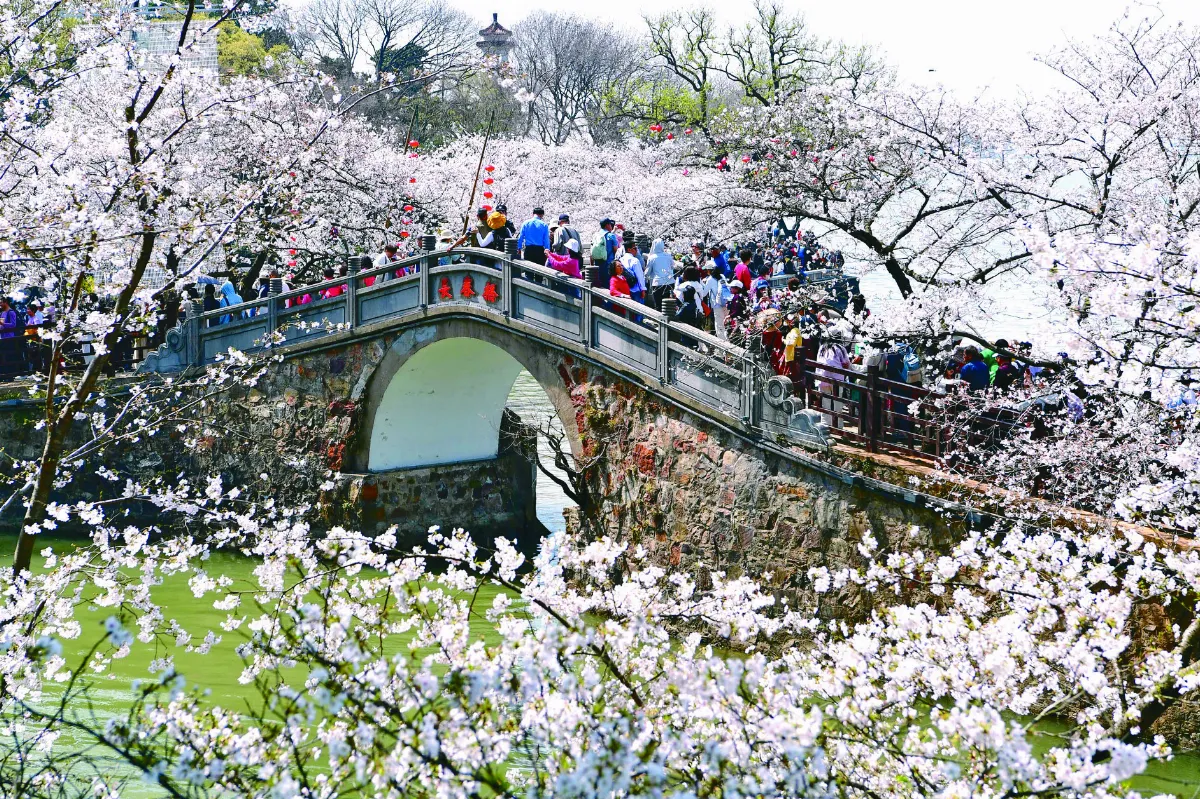 太湖櫻花爭妍