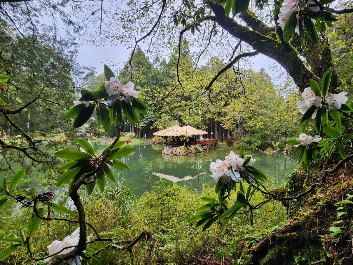 阿里山櫻花盛開 喝咖啡賞櫻后